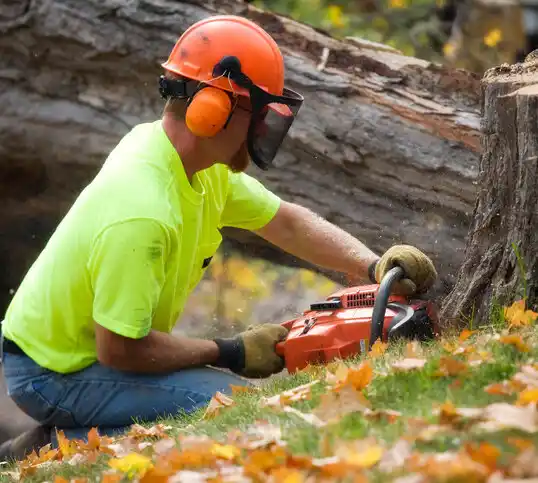 tree services Murfreesboro